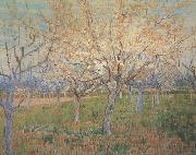 Vincent Van Gogh Orchard with Blossoming Apricot Trees (nn04)_ USA oil painting reproduction